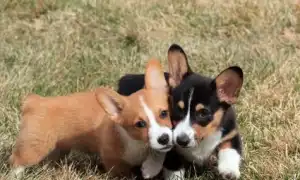 Чем отличается вельш-корги-кардиган от вельш-корги-пемброка. Корги кардиган и пемброк.