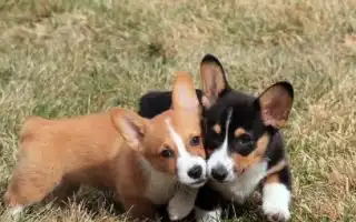 Чем отличается вельш-корги-кардиган от вельш-корги-пемброка. Корги кардиган и пемброк.