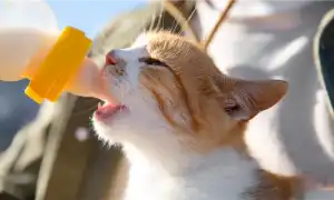 Какая норма корма для котенка в день