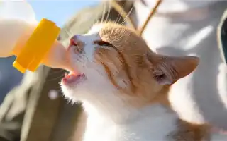 Какая норма корма для котенка в день