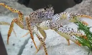 Нюансы содержания крабов в домашнем аквариуме