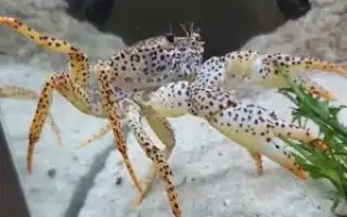 Нюансы содержания крабов в домашнем аквариуме