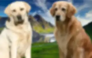 Чем отличается лабрадор от ретривера. Чем отличается лабрадор от ретривера.