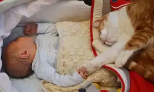 Уживется ли кошка с маленьким ребенком в доме. Маленькие дети и кошки.