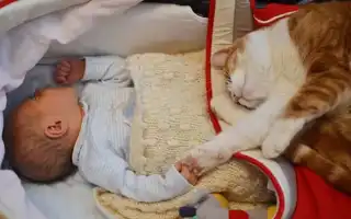Уживется ли кошка с маленьким ребенком в доме. Маленькие дети и кошки.