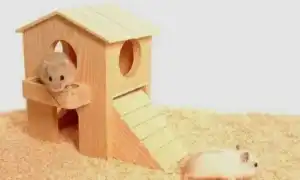 Как и из чего сделать домик для хомяка своими руками. Домик для хомяка.