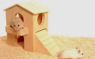 Как и из чего сделать домик для хомяка своими руками. Домик для хомяка.
