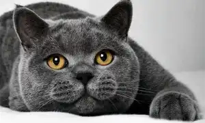 Чем кормить британца