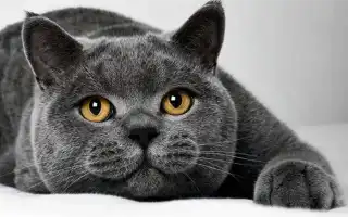 Чем кормить британца