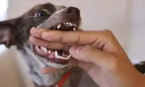 Почему собака рычит на своих и что с этим делать