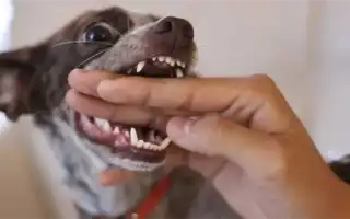 Почему собака рычит на своих и что с этим делать