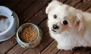 Обзор гипоаллергенных кормов для собак