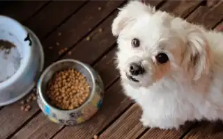 Обзор гипоаллергенных кормов для собак