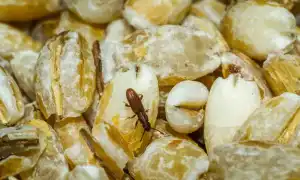 Банки для хранения: как выбрать