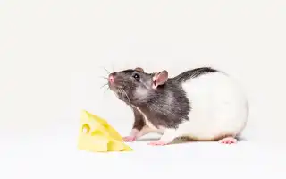 Как выбрать корм для декоративных крыс хорошие корма для крыс