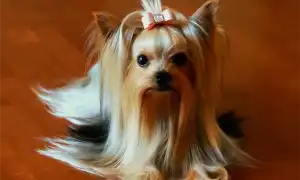 Карликовые породы и чем они отличаются от тоя и малых собак. Карликовые породы собак.