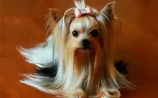 Карликовые породы и чем они отличаются от тоя и малых собак. Карликовые породы собак.