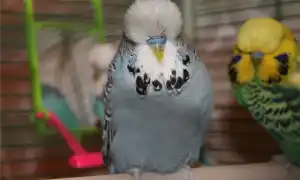 Волнистый попугай чех