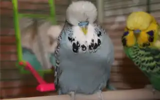 Волнистый попугай чех