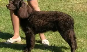 Американский водяной спаниель. Американский водяной спаниель.