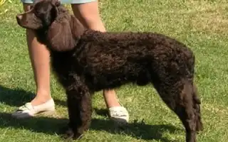 Американский водяной спаниель. Американский водяной спаниель.