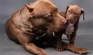 Прайтер (собака): описание породы пит прайт. Прайтер собака описание.