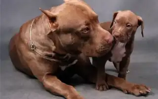 Прайтер (собака): описание породы пит прайт. Прайтер собака описание.