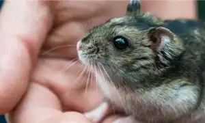 Джунгарский хомяк: содержание и уход