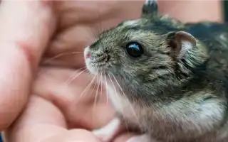 Джунгарский хомяк: содержание и уход