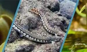 Декорации для аквариума – виды и преимущества