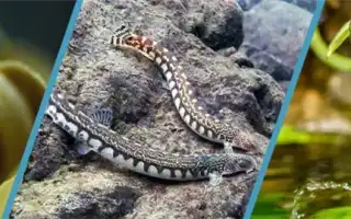 Декорации для аквариума – виды и преимущества