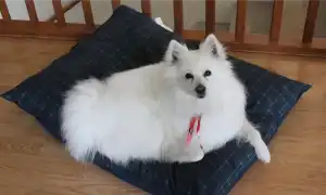 Американский эскимосский шпиц. Американский эскимосский шпиц.