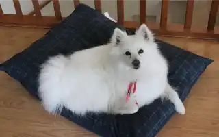 Американский эскимосский шпиц. Американский эскимосский шпиц.