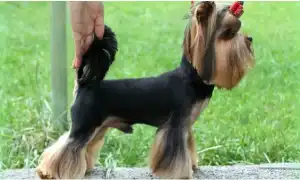 Измеряем рост собаки правильно. Как измерить рост собаки.