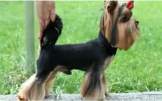 Измеряем рост собаки правильно. Как измерить рост собаки.