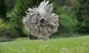 Пули (венгерская водяная собака). Венгерская овчарка пули.