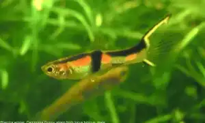 Гуппи Эндлера. Гуппи эндлера фото.