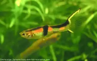 Гуппи Эндлера. Гуппи эндлера фото.