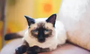 Тайская кошка