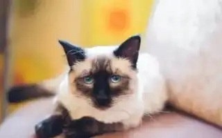 Тайская кошка