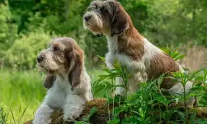 Вандейский бассет-гриффон: о большом и малом гриффоне