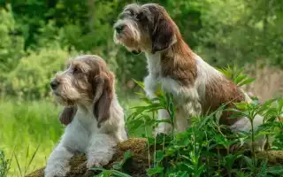 Вандейский бассет-гриффон: о большом и малом гриффоне