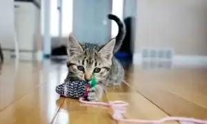 Как сделать игрушку для кошки своими руками. Игрушки для кошек своими руками.