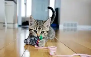 Как сделать игрушку для кошки своими руками. Игрушки для кошек своими руками.