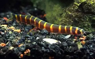 Топ 10 змеевидных аквариумных рыб. Рыба похожая на змею.