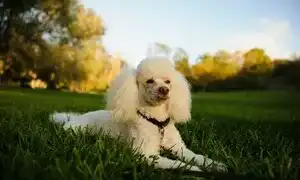 Пудель пудель порода собак. Пудель порода собак.