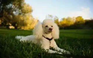 Пудель пудель порода собак. Пудель порода собак.