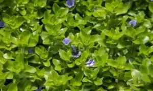 Бакопа: описание аквариумных видов и их содержание. Бакопа фото цветов.