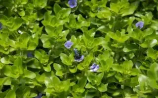 Бакопа: описание аквариумных видов и их содержание. Бакопа фото цветов.