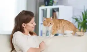 Куда отдать кошку в отпуске